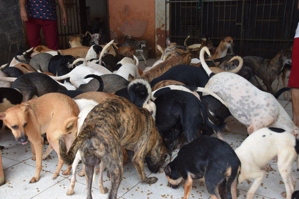 Primeira etapa da decisão foi cumprida com a captura e retirada de 15 cachorros em fevereiro de 2021. (Foto: Divulgação/Ministério Público do Maranhão)