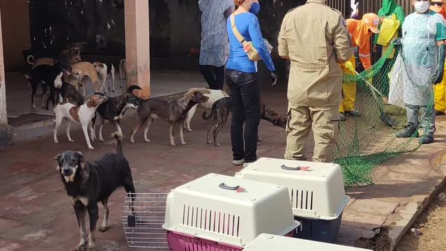 Cães são retirados de casa de idosa em São Luís; local abrigava cerca de 150 animais. (Foto: Divulgação/MP-MA)