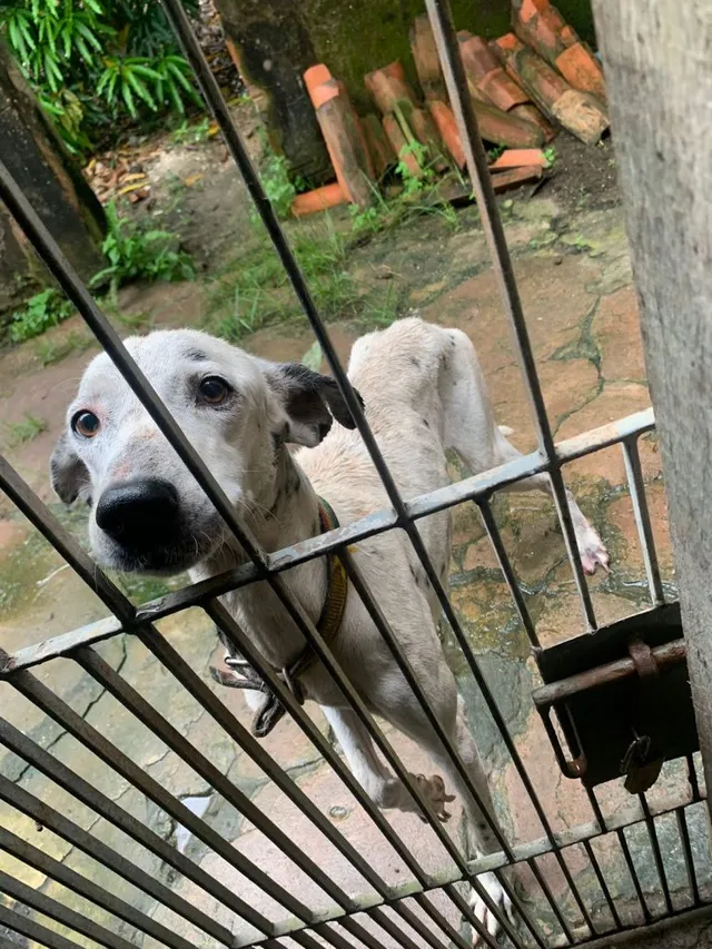 Policiais encontraram o cachorro sem acesso à água e alimentação adequada, bem como em condições insalubres. (Foto: Divulgação/Polícia Civil)