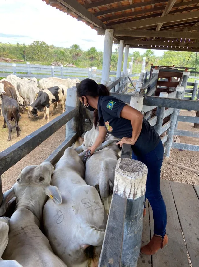 A prorrogação da campanha foi em atendimento ao setor produtivo maranhense, que encaminhou demanda para Agência Estadual de Defesa Agropecuária do Maranhão (Aged-MA) e obteve o deferimento do pleito pelo Ministério da Agricultura e Pecuária (Mapa). (Foto: Divulgação/Aged)